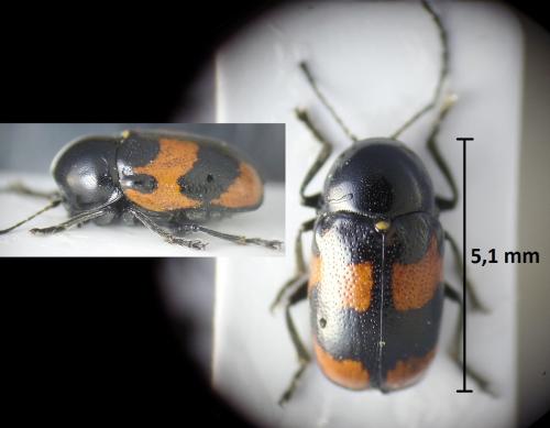 Cryptocephalus sinuatus